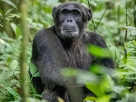 CHIMP IMAGE