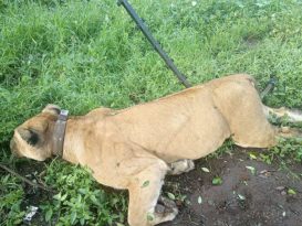 Lions-die-in-Queen-Elizabeth-National-Park